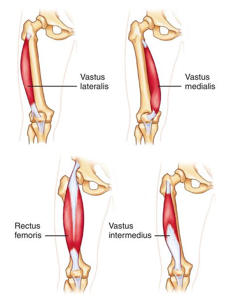 Quadriceps Anatomy, Leg Muscles Anatomy, Human Anatomy Picture, Rectus Femoris, Muscular System Anatomy, Quadriceps Femoris, Hip Anatomy, Human Muscle Anatomy, Human Anatomy For Artists