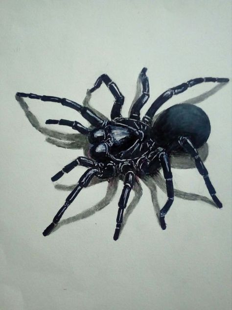 Funnel Web Spider Tattoo, Sydney Funnel Web Spider, Funnel Web Spider, Spider Flower, Arachnids Spiders, Australian Tattoo, Spider Venom, Spider Drawing, Spider Web Tattoo