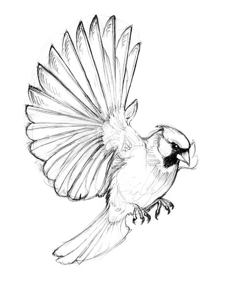 Cardinal Cardinal Drawing, Bird Line Drawing, Red Bird Tattoos, Cardinal Tattoos, Tier Tattoo, Flying Bird Tattoo, Flying Tattoo, Skull Stencil, Bird Sketch