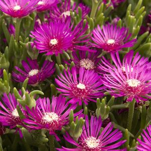 Make a Splash with Poolside Plants (Z: 3 - 7) | Be Inspired Succulent Ground Cover, Delosperma Cooperi, Arizona Gardening, Monrovia Plants, Ice Plant, Plant Catalogs, Cactus Succulents, Ground Cover Plants, Agaves