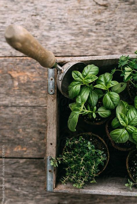 Nature Living, Herb Garden Design, Garden Photography, Plant Mom, Kitchen Garden, Dream Garden, Plant Life, Herb Garden, Farm Life