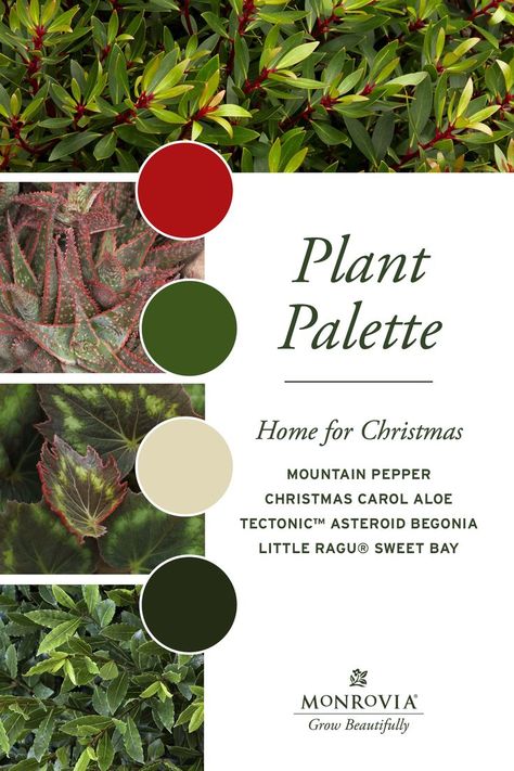 Aromatic Herbs Garden, Garden Colors Palette, Winter Soups And Stews, Plant Gift Ideas, Gift Ideas For Gardeners, Chicago Bungalow, Plant Palette, Landscape Drainage, Deck Designs Backyard