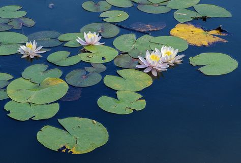 Flowers And Lily Pads On Local Pond Water Lilies Painting, Pond Painting, Lotus Flower Art, Water Lily Pond, Lotus Pond, 수채화 그림, Lily Pond, Reference Photos, Water Lily