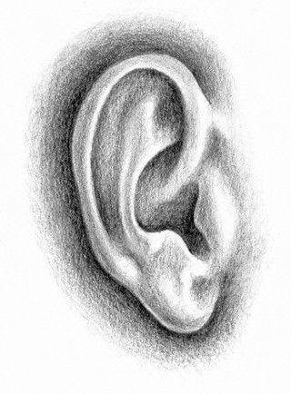 Pencil Shading Techniques, Portrait Au Crayon, How To Draw Ears, Pencil Portrait Drawing, Pencil Drawing Tutorials, 얼굴 그리기, Pencil Shading, Art Instructions, The Ear