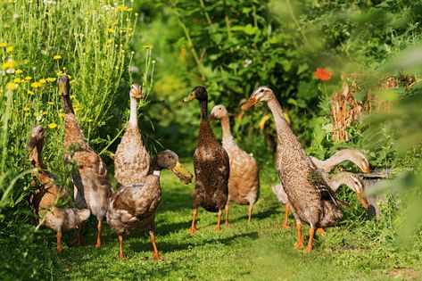 Runner Duck Coop, Ducks For Beginners, Indian Runner Ducks, Backyard Ducks, Duck Coop, Duck Farming, Raising Ducks, Runner Ducks, Raising Farm Animals