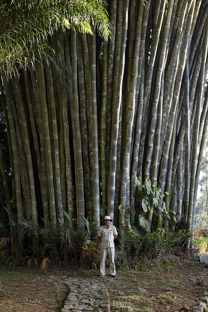 Norwood Giant Bamboo, via Ceylon Tea Trails. Bamboo Landscape, Giant Bamboo, Big Bamboo, Bamboo Species, Weird Trees, Bamboo Trees, Bamboo Architecture, Ceylon Tea, Bamboo Art