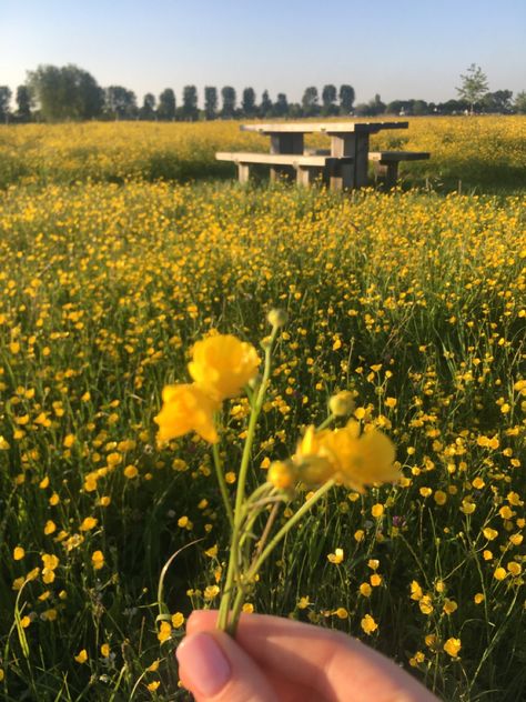 Flower field yellow aesthethic Yellow Garden Aesthetic, Yellow Flower Field, Yellow Flower Field Aesthetic, Yellow Plants, Grass Field, Golden Flower, Plant Aesthetic, Weird Dreams, Yellow Aesthetic