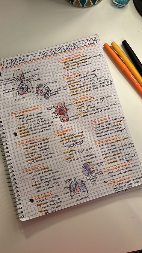 Notes over the respiratory system #nursingstudent #medical #aesthetic #fashion Respiratory System Aesthetic Notes, Biology Notes Respiratory System, Study Notes Class 10, The Respiratory System Notes, Respiratory System Drawing Aesthetic, Health Notes Aesthetic, Aesthetic Medical Notes, Respiratory System Aesthetic, Science Notes Biology