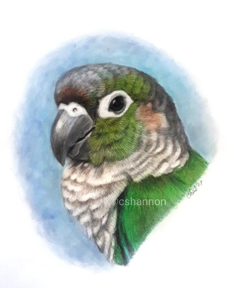 My first Green cheek conure drawing. Color pencil portrait 11x14 Green Cheek Conure Drawing, Conure Drawing, Color Pencil Portrait, Galaxy Art Painting, Conure Bird, Green Cheek Conure, Parrot Drawing, Bird Painting Acrylic, Conure Parrots