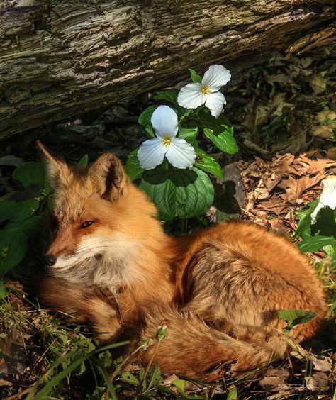 Foxes Red Fox, Fuchs Baby, Regnul Animal, Fantastic Fox, Orange Fox, Wild Dogs, Cute Fox, On The Ground, Animal Photo