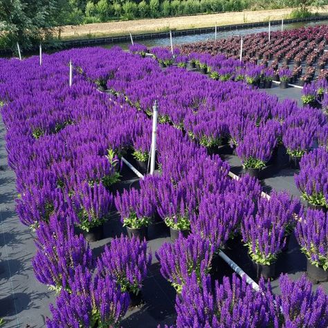 Arid Garden, Salvia Nemorosa, House Yard, Septic System, Container Gardens, Backyard Retreat, Herbaceous Perennials, Desert Plants, Download Images