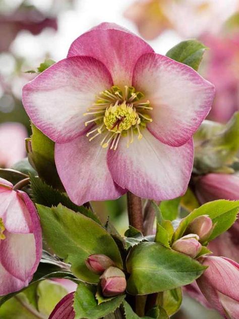 Helleborus Ice N' Roses Rose -- Bluestone Perennials Perennials Low Maintenance, Evergreen Groundcover, Rose Garden Design, Elegant Centerpiece, Lenten Rose, Clear Bowls, Shade Perennials, Planting Roses, Climbing Roses