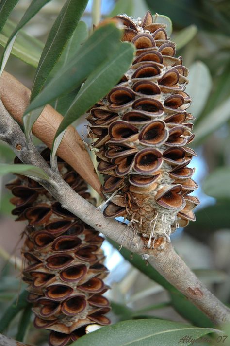 Banksia Integrifolia cone: Australian flower Dried Banksia, Banksia Integrifolia, Australian Trees, Australian Native Garden, Australian Wildflowers, Australian Flowers, Australian Native Flowers, Australian Plants, Australian Native Plants