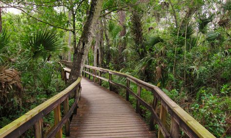 27 Amazing State Parks in Florida That Show Off The State's Natural Beauty Florida Caverns State Park, Hiking In Florida, Bahia Honda State Park, Blue Springs State Park, Ocala National Forest, Florida Trips, Florida Road Trip, Florida Parks, Fun Trips