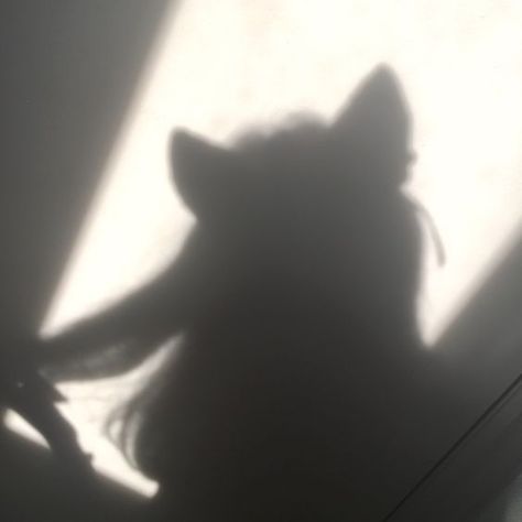 Catra Aesthetic, Catgirl Pfp, Profile Ig, Shadow Aesthetic, Howleen Wolf, Girl Shadow, Blake Belladonna, Catty Noir, Cocoppa Wallpaper