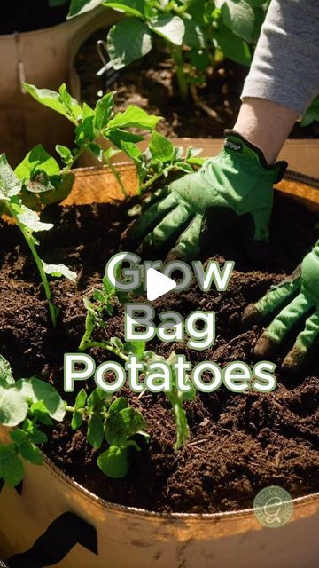 Grow potatoes in Grow Bags 🥔 Comment LINKS for my Potato growing resources and link to the grow bags I use. ⁣
⁣
Here’s how to do... | Instagram Potatoes In Grow Bags, Planting Seed Potatoes, Sprouting Potatoes, Potato Growing, Grow Potatoes In Container, Harvesting Potatoes, Container Potatoes, Seed Potatoes, Acidic Soil