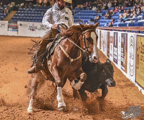 Reining Horses, Western Horse Riding, Working Cow Horse, American Quarter Horse Association, Ranch Riding, Cow Horse, Horse Inspiration, Horse Trainer, American Quarter Horse