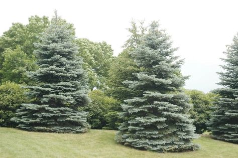 Landscaping Guide for Colorado Blue Spruce | Blog | Arbor Valley Nursery Picea Pungens Glauca, Blue Spruce Tree, Colorado Spruce, Colorado Blue Spruce, Picea Pungens, Morton Arboretum, Spruce Trees, Small Purple Flowers, White Spruce