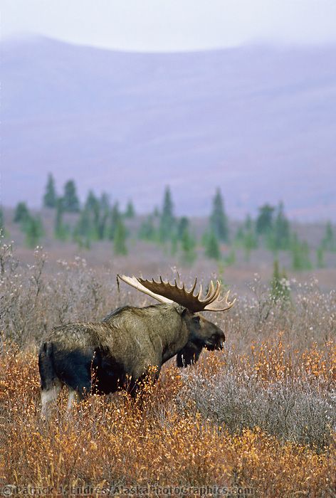 Bull moose, autumn tundra, Denali National Park, Alaska Alaskan Moose, Moose Animal, Moose Painting, Moose Pictures, Moose Hunting, North American Animals, Moose Deer, Wild Animals Photography, Water River