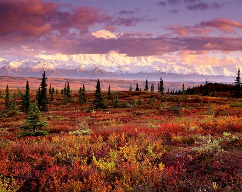 Yandex Images: search for similar images Nature, Painted Clouds, Mount Mckinley, Arctic Tundra, Majestic Mountains, Denali National Park, Best Sunset, Landscape Pictures, Landscape Photographers