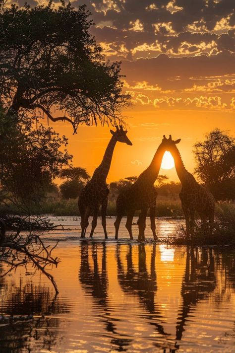 Experience the Wildlife Haven of Chobe National Park 🐘✨ Explore the diverse ecosystems of Chobe National Park in Botswana. Known for its large elephant herds, this park offers amazing wildlife viewing and river safaris. 🌿🦓 #ChobeNationalPark #BotswanaTravel #WildlifeSafari #NatureLovers Botswana Travel, Botswana Safari, Chobe National Park, Wildlife Safari, Nature Animals, Botswana, Nature Travel, Tanzania, Cool Pictures