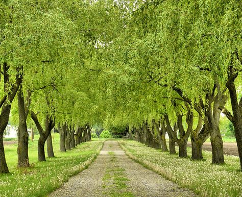 Lined Driveway, Farm Entrance, Tree Lined Driveway, Tree Tunnel, Driveway Entrance, Country Lane, Long Driveways, Driveway Landscaping, Salzburg Austria