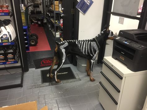 Skeleton dog painted costume Skeleton Dog Paint, Doberman Halloween Costumes, Doberman Skeleton, Custome Ideas, Dogs Doberman, Skeleton Dog, Skull Face Paint, Dog Skull, Doberman Dog