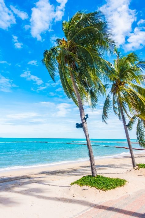 Trees Swaying In The Wind, Trees In The Wind, Beach Tree, Tropical Holiday, Free Photo, The Wind, Free Photos, Art Boards, Palm Trees