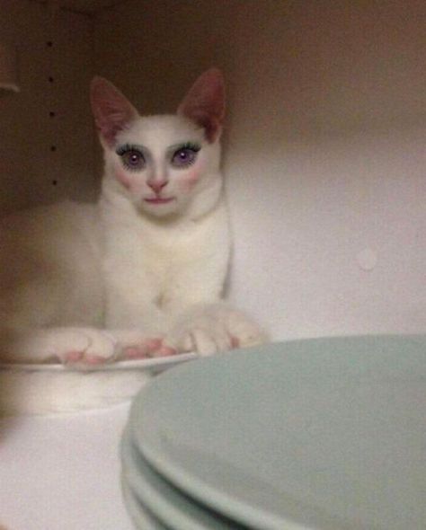 Ugly Cat, Silly Cats Pictures, Cat Icon, Cat Makeup, Silly Animals, Funny Cat Pictures, Cat Aesthetic, Funny Cute Cats, Silly Cats