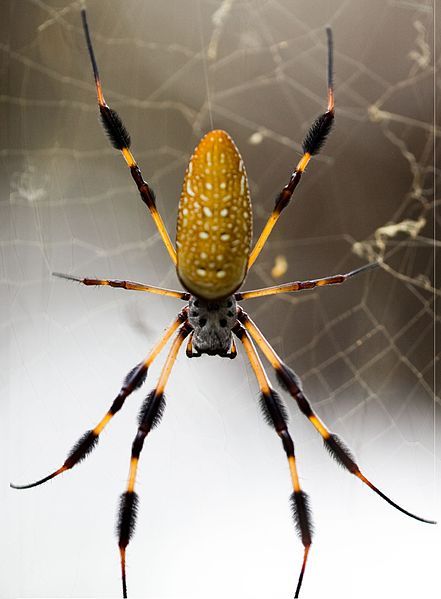 GC3X55V Golden Silk Orb Weaver Spider (Traditional Cache) in South Carolina, United States created by Skillet & Ali Banana Spider, Arachnids Spiders, Spiders And Snakes, Spider Pictures, Orb Weaver, Spider Species, Get Rid Of Spiders, Real Spiders, Spidersona Ideas