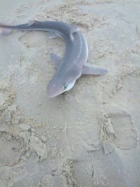 Dogfish shark, DE Spiny Dogfish Shark, Spiny Dogfish, Dogfish Shark, Character Moodboard, Hyper Fixation, Goofy Ahh, Eastern Shore, Marine Animals, Sea Animals