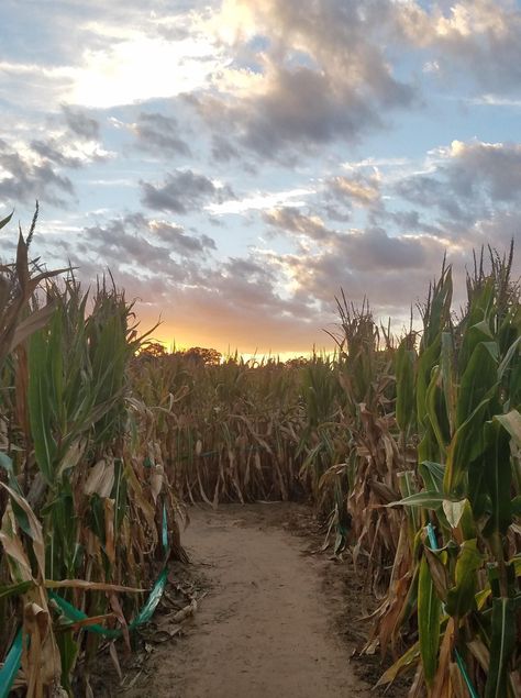 Hay Rides Aesthetic, Corn Maze Fall, Hay Ride Aesthetic, Corn Maze Photography, October Vision Board, Corn Maze Aesthetic, Corn Maze Photoshoot, Corn Maze Pictures, Fall Hayride