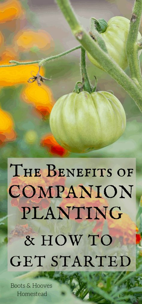 What plants grow well together? All of these topics are covered and more. Discover the benefits of companion planting! Attainable Sustainable, Tomato Gardening, Tomatoes Growing, Tomato Growing, Companion Gardening, Garden Companion Planting, Vegetable Garden Planner, Tomato Farming, Growing Tomatoes In Containers