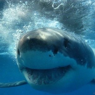 Sharks Smiling, Sharks Cute, Silly Sharks, H D Carlton, Happy Shark, Cool Sharks, Shark Photos, Shark Pictures, Shark Bait