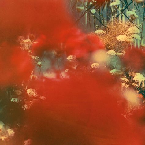 Neil Krug Neil Krug, Arte Van Gogh, Red Aesthetic, Photography Inspo, Mixtape, Film Photography, Aesthetic Art, Cover Art, Aesthetic Pictures