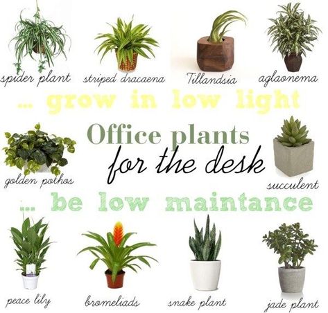 10 Low Light & Low Maintenance Plants For Office Desk Plants For Office Desk, Best Desk Plants, Plants For Office, Indoor Office Plants, Work Cubicle Decor, Best Office Plants, Office Plants Desk, Work Desk Decor, Work Cubicle