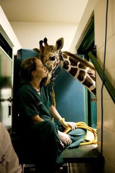 Vet Pictures, Zoo Veterinarian, Vet School Motivation, Medicine University, Wildlife Biologist, Vet Medicine, Wildlife Rehabilitation, Vet School, Vet Student