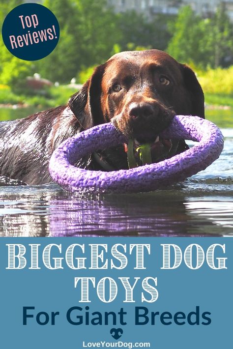 Toys For Big Dogs, Strong Dog Toys, Big Dog Toys, Biggest Dog, Giant Dog Breeds, Outside Dogs, Dog Toys Indestructable, Giant Breeds, Huge Dogs