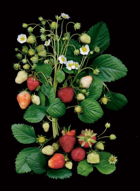 Still Life References, Ellen Hoverkamp, Strawberry Botanical, Scanner Photography, Strawberry Photo, Strawberry Bush, Plant Person, Painting References, Strawberry Flower