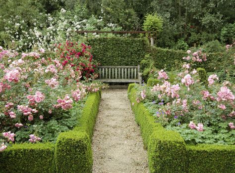 11 Essential Tips for Creating a Rose Garden  - HouseBeautiful.com Rose Garden Landscape, Funny Vine, English Garden Design, Rose Garden Design, Garden Hedges, Garden Wallpaper, Formal Garden, Garden Shrubs, Have Inspiration