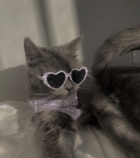 Sassy Cat Pfp, Cat Sassy, Sassy Cat Aesthetic, Cat Listening To Music, Instagram Dp, Sassy Cat, Cat Aesthetic, Beautiful Cat, Cute Cats And Dogs