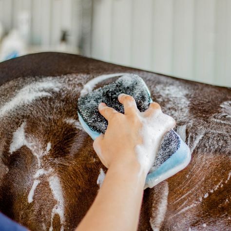 @eponaproducts know how to provide the goods. 🙌 Shop the entire Epona range ➡️ via our website . . . #horsecare #equinelife #eponaproducts #grooming #horse #pony #horsegrooming #equinecare #equine https://toppaddock.co/collections/epona Grooming Horse, Equine Care, Horse Grooming, Horse Pony, Horse Care, Photography Inspiration, Horses, Good Things, Range