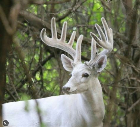 Bluebell Forest, Albino Deer, Axis Deer, Big Deer, White Hart, Deer Pictures, Albino Animals, Whitetail Bucks, Fallow Deer