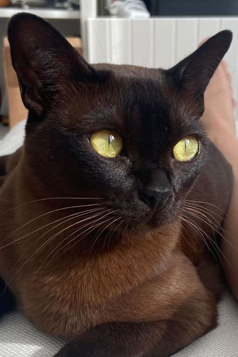 Burmese Cats, Cats Anime, Cat Heaven, Burmese Cat, Food Cat, House Cat, Funny Animal Photos, Abyssinian Cats, Puppies And Kitties