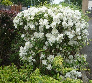 Mock Orange Shrub, Best Perennials For Shade, Plants For Small Gardens, Small Trees For Garden, Garden Flowers Perennials, Orange Plant, Mock Orange, Fragrant Plant, Smart Garden