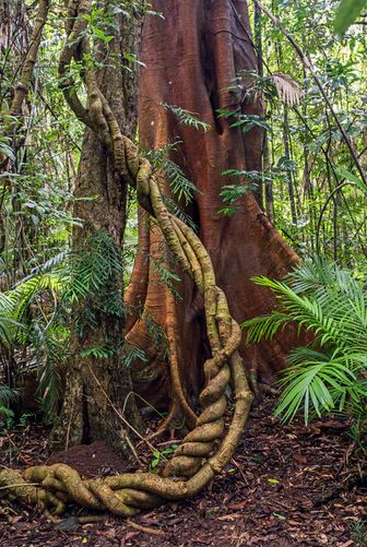 twisted tree branch on ground near palm plant during daytime photo – Free Australia Image on Unsplash Weird Trees, Tree Pictures, Jungle Tree, Amazon Forest, Twisted Tree, Architecture Tattoo, Forest Path, Tree Images, Banyan Tree