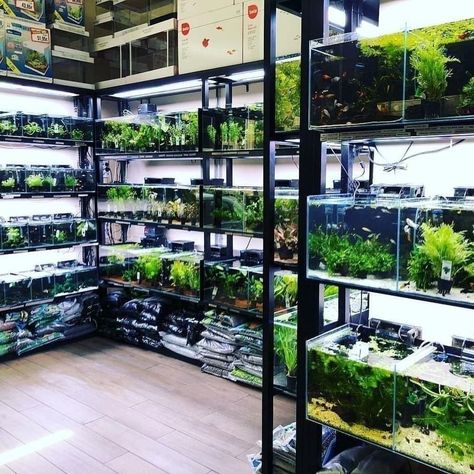 Aquascape Ideas, Pet Store Ideas, Turtle Aquarium, Aquarium Store, Aquarium Shop, Aquarium Garden, Aquascape Design, Tropical Fish Tanks, Fishing Room