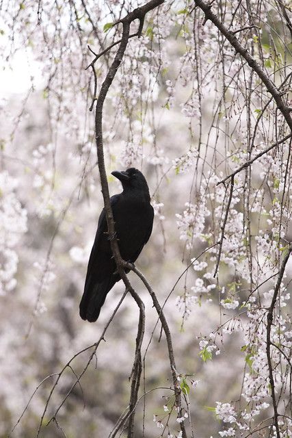 Quoth The Raven, Crow Bird, Animal Guides, Crow Art, Jackdaw, Crows Ravens, Black Crow, Bird Silhouette, Animal Totems