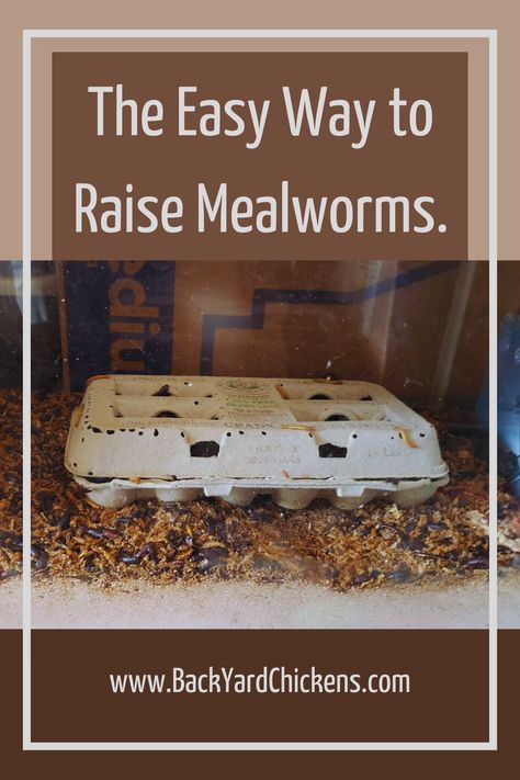 I have been raising mealworms for about six months now. In this article, I will show you how to raise the worms easily and without making all the mistakes I made. Worm Farm For Chickens, How To Raise Chickens For Eggs, Heavy Bloomer Chicken, Mealworm Farm Setup, How To Raise Mealworms, Growing Mealworms For Chickens, Mealworms Raising, Mealworm Farm Diy, Diy Mealworm Farm