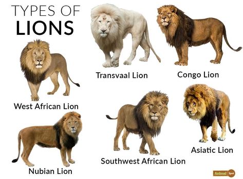 Lion Facts, Types, Diet, Reproduction, Classification, Pictures Types Of Lions, Lion Facts, Animal Infographic, Asiatic Lion, Cat Species, Animal Tracks, African Lion, Cat Character, Animal Facts